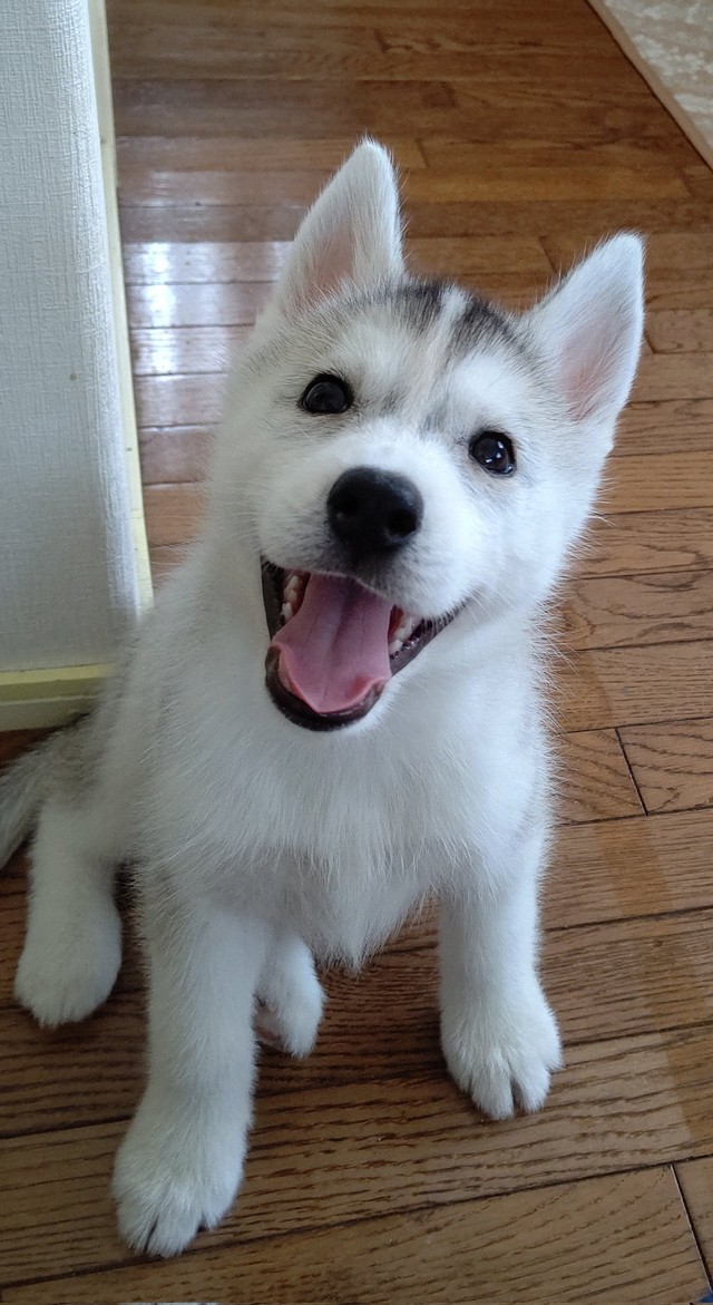 飼い主さん一家が一目惚れでお迎えを決めた頃の可愛らしいもじゅちゃん（提供：チビちゅけさん🍥さん）