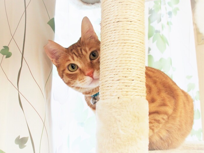 トライアル中の猫がまさかの脱走！ 食いしん坊が幸いして４日目に保護、甘えん坊に 犬・猫との幸せな暮らしのためのペット情報サイト「sippo」