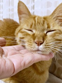 飼い主さんの手にアゴをのせてくつろぐつぶちゃん（画像提供：つぶさん）