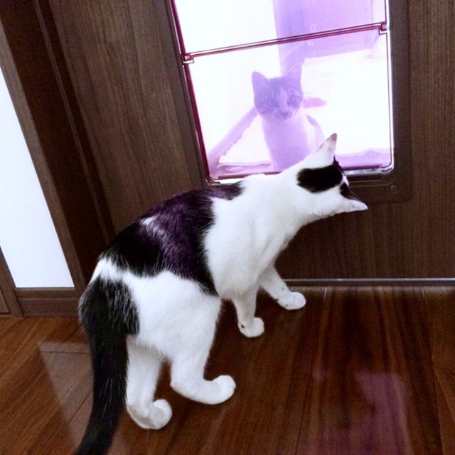ドアの向こう側にいるさぶくんを見つめるくうちゃん（画像提供：猫ねむりzzz..さん）