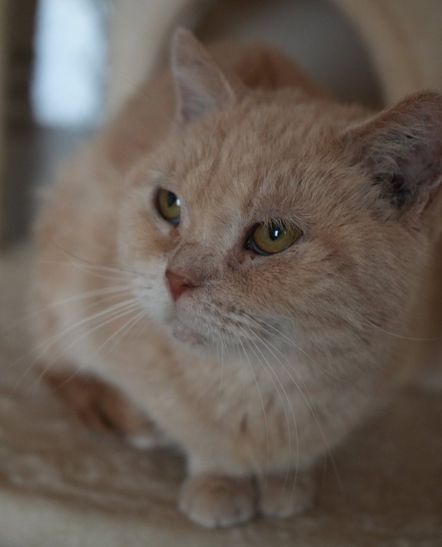 ラテのように心と体にダメージを負い生涯苦しむ猫たちがいなくなるよう切に願っているという飼い主さん（飼い主の「ぽんちゃん」さん提供）