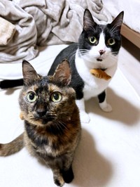 飼い主さんを見上げるみりんちゃん（手前）と同居猫のたいやきくん（後ろ）（画像提供：みりん たいやきさん）