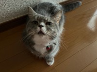 「ご飯が欲しいけど言い出せなくて目で訴えているラムです」（提供：🐾ラム@極短マンチカン🐾さん）