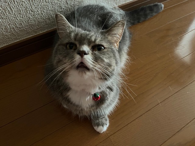 「ご飯が欲しいけど言い出せなくて目で訴えているラムです」（提供：🐾ラム@極短マンチカン🐾さん）