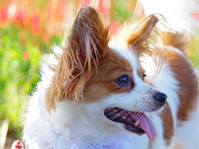 満開の彼岸花　味わうようにゆっくり散歩　パピヨン「アイリス」