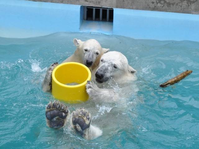 プールで楽し気なミルクとクルミ＝2013年9月 男鹿水族館GAO提供