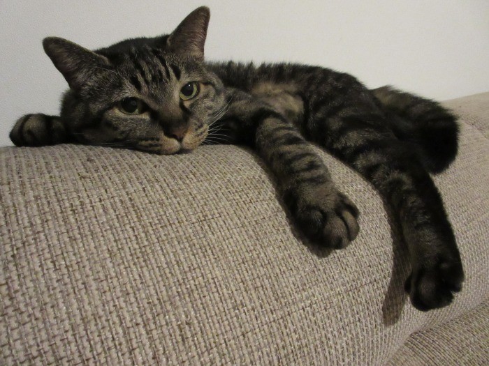 暑い日のモモ。ダラーッ