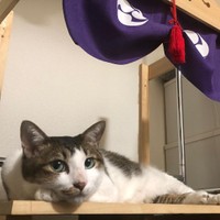 神棚の掃除をするために下におろしたら、すぐにピットイン