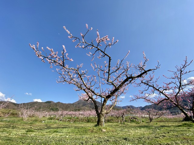 【藤巻亮太の旅是好日】「相田みつを」フォト集|好書好日