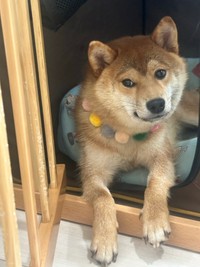 【Before】保護施設から迎えた直後のぽたくん。「僕はここにいません…興味持ってもらわなくて大丈夫です」そしてこの1年後……（画像提供：しばいぬ_ぬんさん）
