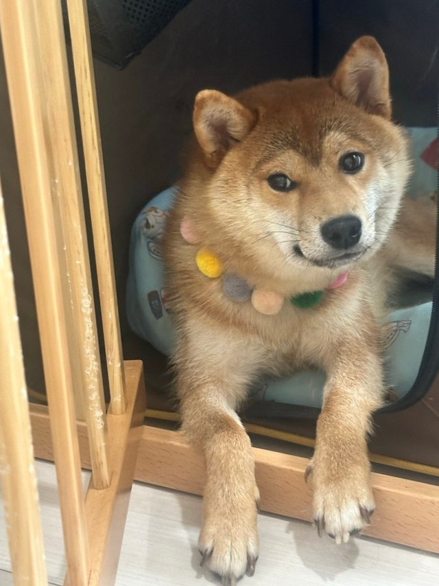 【Before】保護施設から迎えた直後のぽたくん。「僕はここにいません…興味持ってもらわなくて大丈夫です」そしてこの1年後……（画像提供：しばいぬ_ぬんさん）