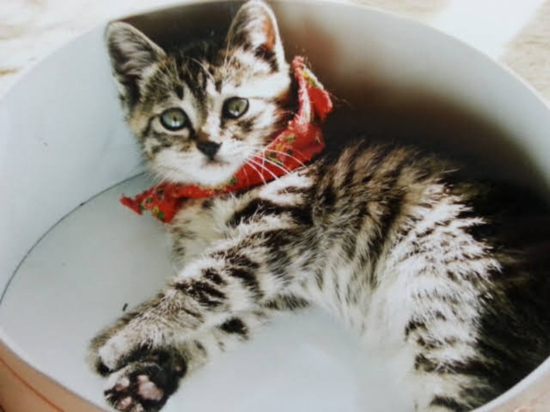 はっぴーより少し耳が小さいルナ