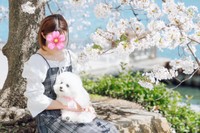 3歳を迎えたあめちゃん。パピーのような愛らしさで飼い主さんと笑顔いっぱい、暮らしています（画像提供：あめ チビションフリーゼさん）