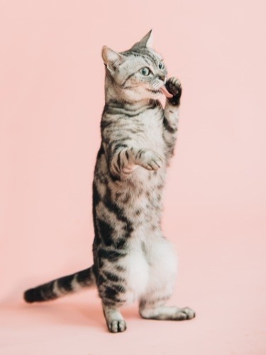 こんな面白いポーズも