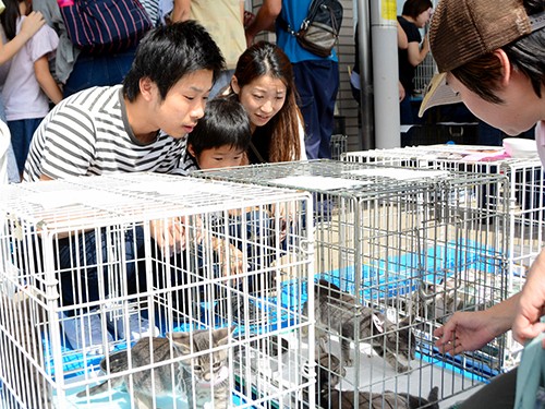 猫ブーム、減らぬ殺処分　飼育には「責任を」　譲渡前に講習