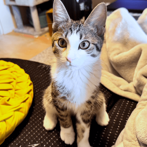 生後5カ月のころ、すくすくと成長したにものちゃん（画像提供：にものちゃんねる【保護猫日記】さん）