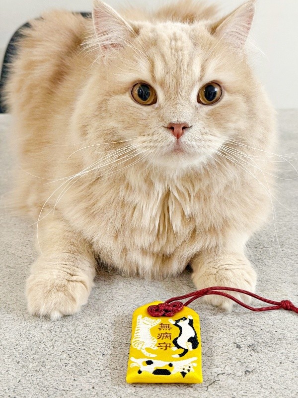 猫の「無病守り」とつきみくん。飼い主さんの願いが込められています（画像提供：つきみねこさん）