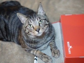 愛猫がハマった二つのピアノ　“鳴き声”アプリに猫もビックリ