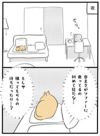 【漫画】『ネコと暮らした9日間』35（イゴカオリさん提供）