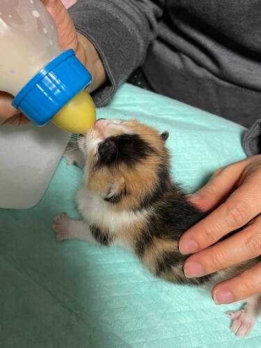 預かり先のご主人にミルクを飲ませてもらうララちゃん「育ててくださり感謝です」と岸さん（小川さん提供）