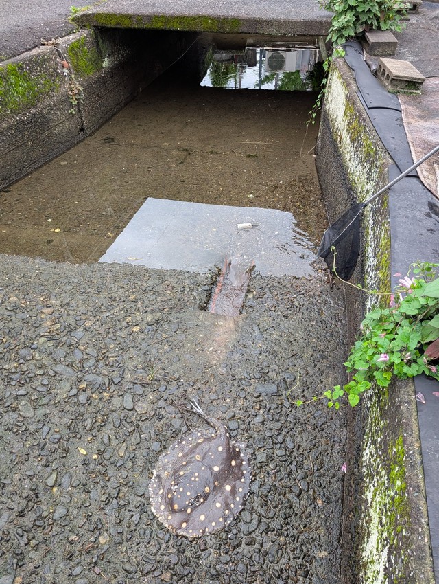 高知県土佐市の用水路で発見された淡水エイ（銀玉先生さん提供）