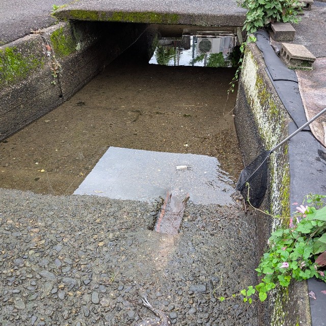 高知県土佐市の用水路で発見された淡水エイ（銀玉先生さん提供）