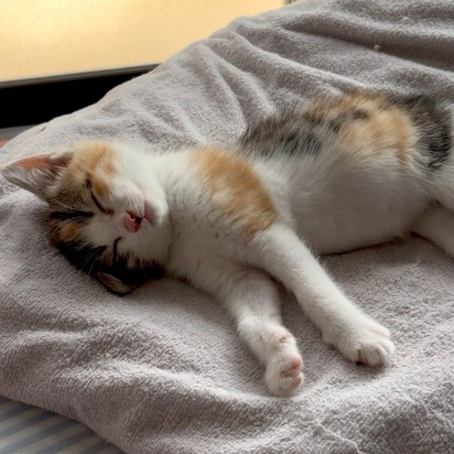 一時的に保護観察中の許可を大家さんから得たという（小野華さん提供、Instagramよりキャプチャ撮影）