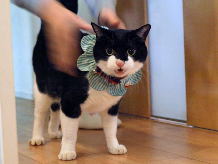 長老猫「岩海苔」にご挨拶したら「誰じゃお前はーーー！」