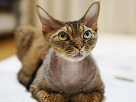 いるだけで家族を笑顔に　ドアを体当たりで開けるデボンレックス「勘三郎」