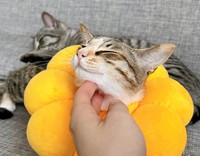 ゴロゴロゴロゴロ、気持ちいいにゃ＝ととまるはんみさん（@totomaru_hanmi）提供