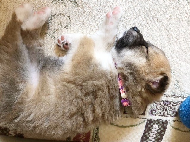 すやすやと眠る子犬時代のチャロちゃん（画像提供：雑種犬チャロさん）