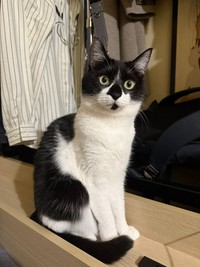 未だにおかかちゃんが近づくことを許していない紅一点のモズクちゃん【提供：ノビター（5匹家族）さん】