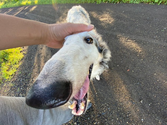 人懐っこさは他のワンちゃんたちと一緒（提供：中道　智大さん）