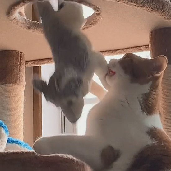 ぬいぐるみの友達をよぶ諭吉