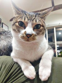 名前を呼ぶと寝ていても来るようになったティダさん（画像提供：むうむうとネコさん）