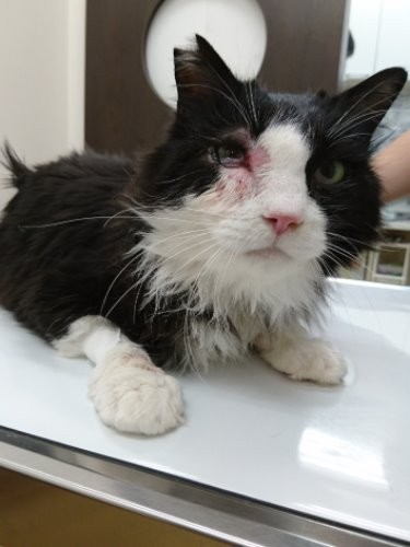 通院してもよくならず、3月末眼科の診察を受け、4月にＣＴ検査をすることに