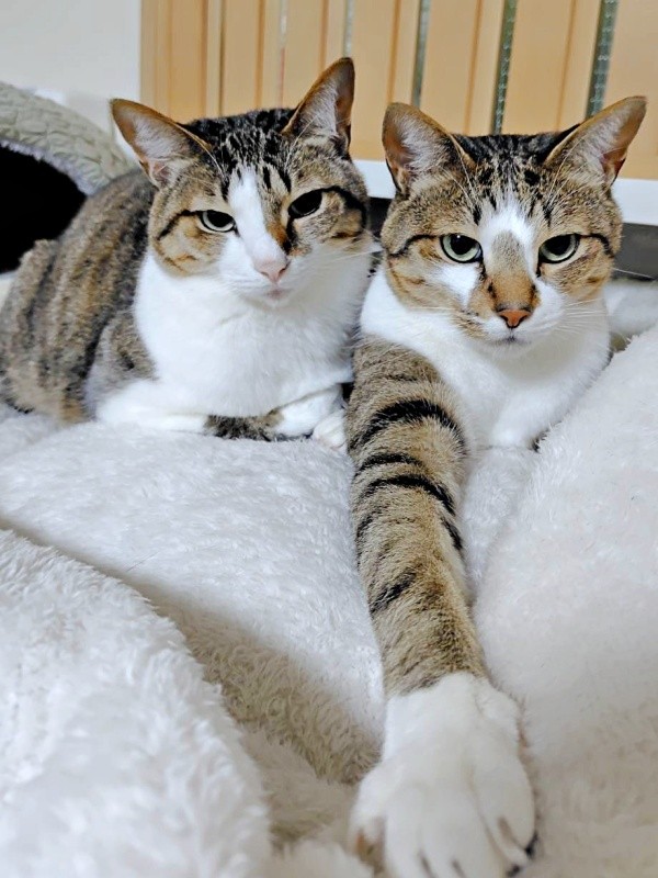 仲良く寄り添う（左から）レモンちゃん、ソーダくん（画像提供：レモンとソーダさん）