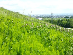 中途半端な都会で田舎な「私の地元」、本当はいいところかもしれない