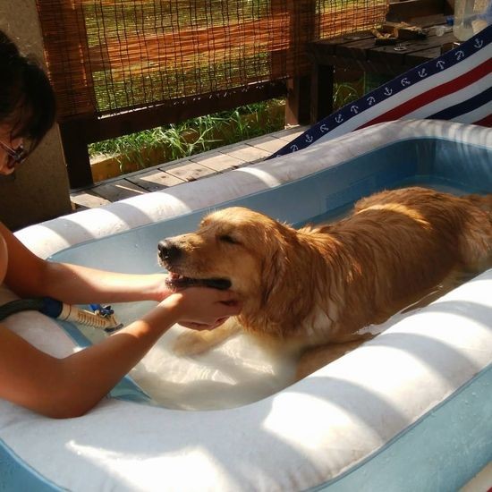 「夏はプールで」（大澤さん提供）