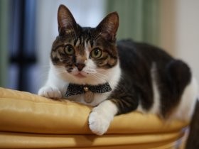 滑り台にやせた子猫、頭上にカラス　放っておけず、家に迎えた