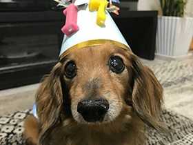 17歳の誕生日に手作り帽子で　ミニチュアダックスの「オクト」