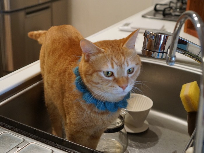 おてんばな小夏「私がいたずらも虎徹におしえてあげるの」