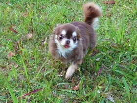 飼い主亡くし声を出さなくなったチワワ　新しい家族に出会いゆっくり心を開いていった