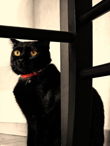 少しシャイなチト（吉田さん撮影）