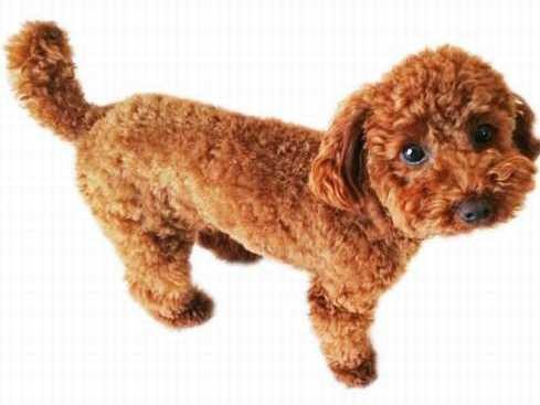 寒さで犬は震える？　生活環境の変化も影響？