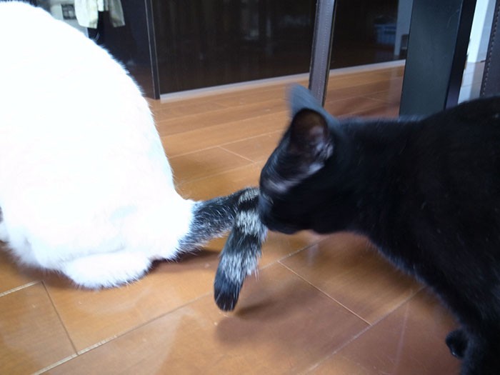 同居猫のお尻をくんくん