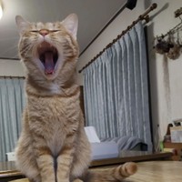 あ〜、今日も一日平和だったにゃ