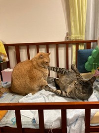 マッチョなすずくんにつむぎくんもかにゃわない？（提供写真）