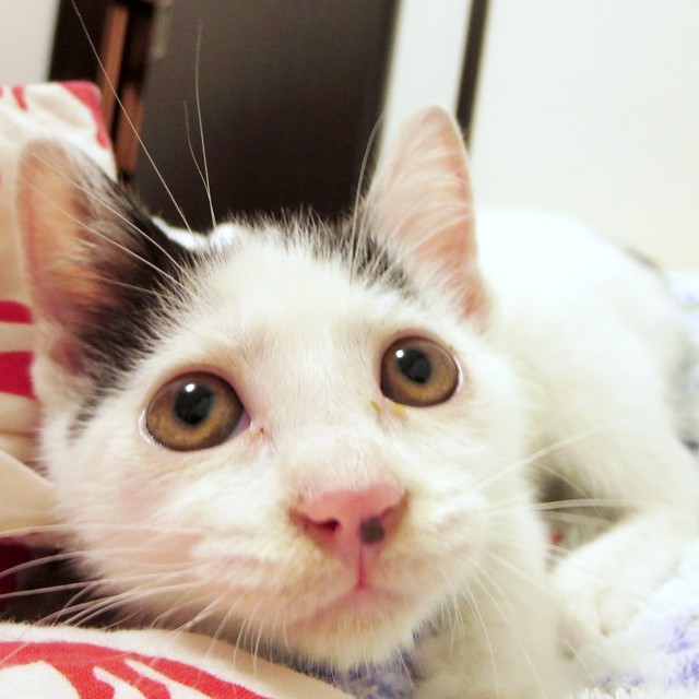 2014年8月、生後推定1.5カ月、体重600グラム。あどけない表情が愛らしいばんちゃん（画像提供：ふぅさん）