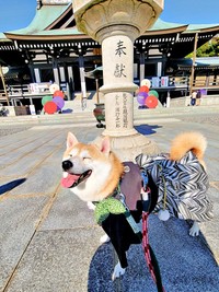 お出かけ中のらいとくん。和装がよく似合いますらいとくん（画像提供：柴犬らいと（巨柴）＆夜盲 章さん）